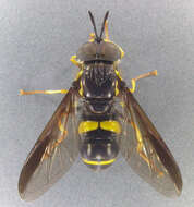 Image de Chrysotoxum bicinctum (Linnaeus 1758)