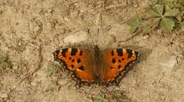 Nymphalis polychloros Linnaeus 1758 resmi