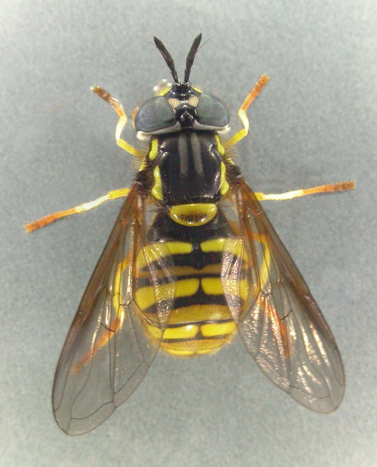 Plancia ëd Chrysotoxum arcuatum (Linnaeus 1758)