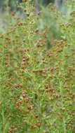 Image of Spreading Pinweed