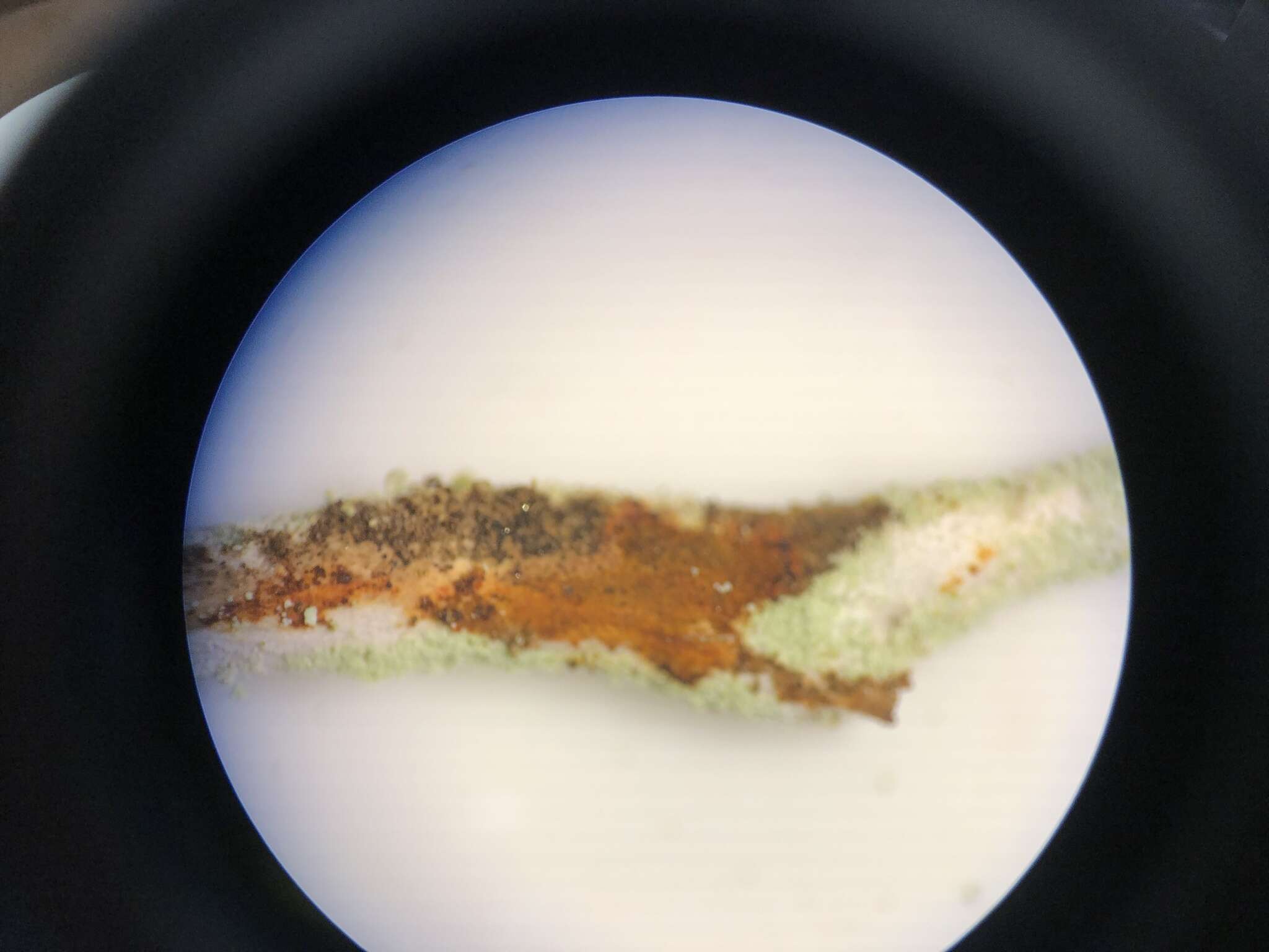 Image of cup lichen