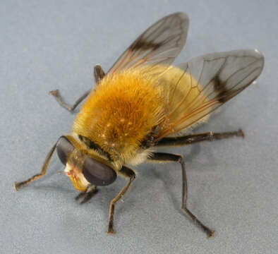 Sericomyia superbiens (Muller 1776) resmi