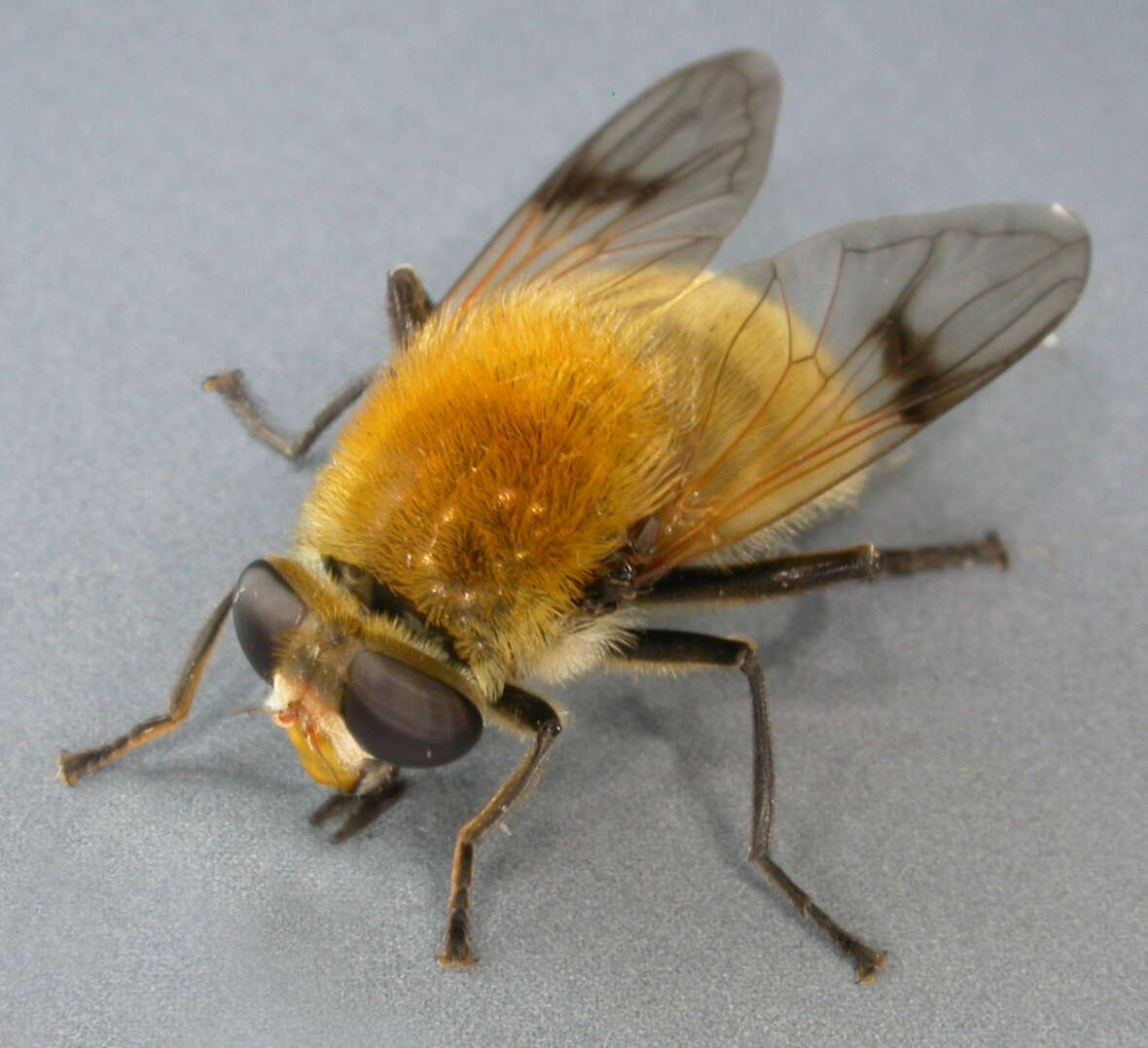 Sericomyia superbiens (Muller 1776) resmi