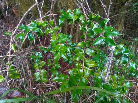 صورة Ilex bioritsensis Hayata