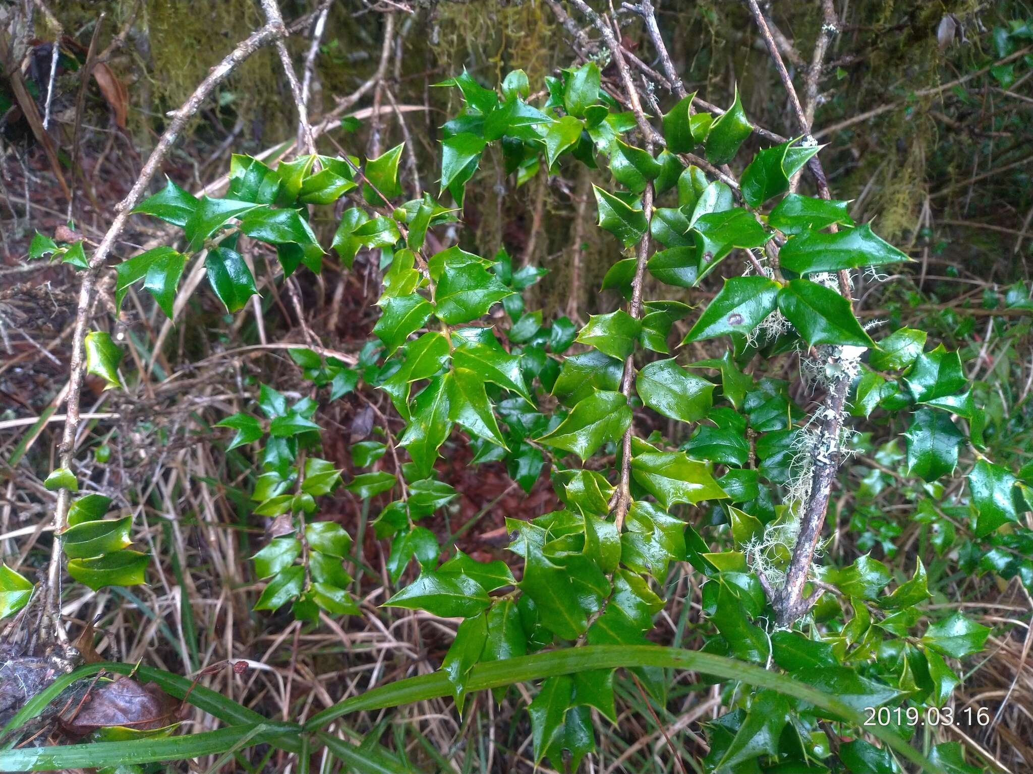 Слика од Ilex bioritsensis Hayata