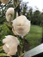 Image of Dove orchid