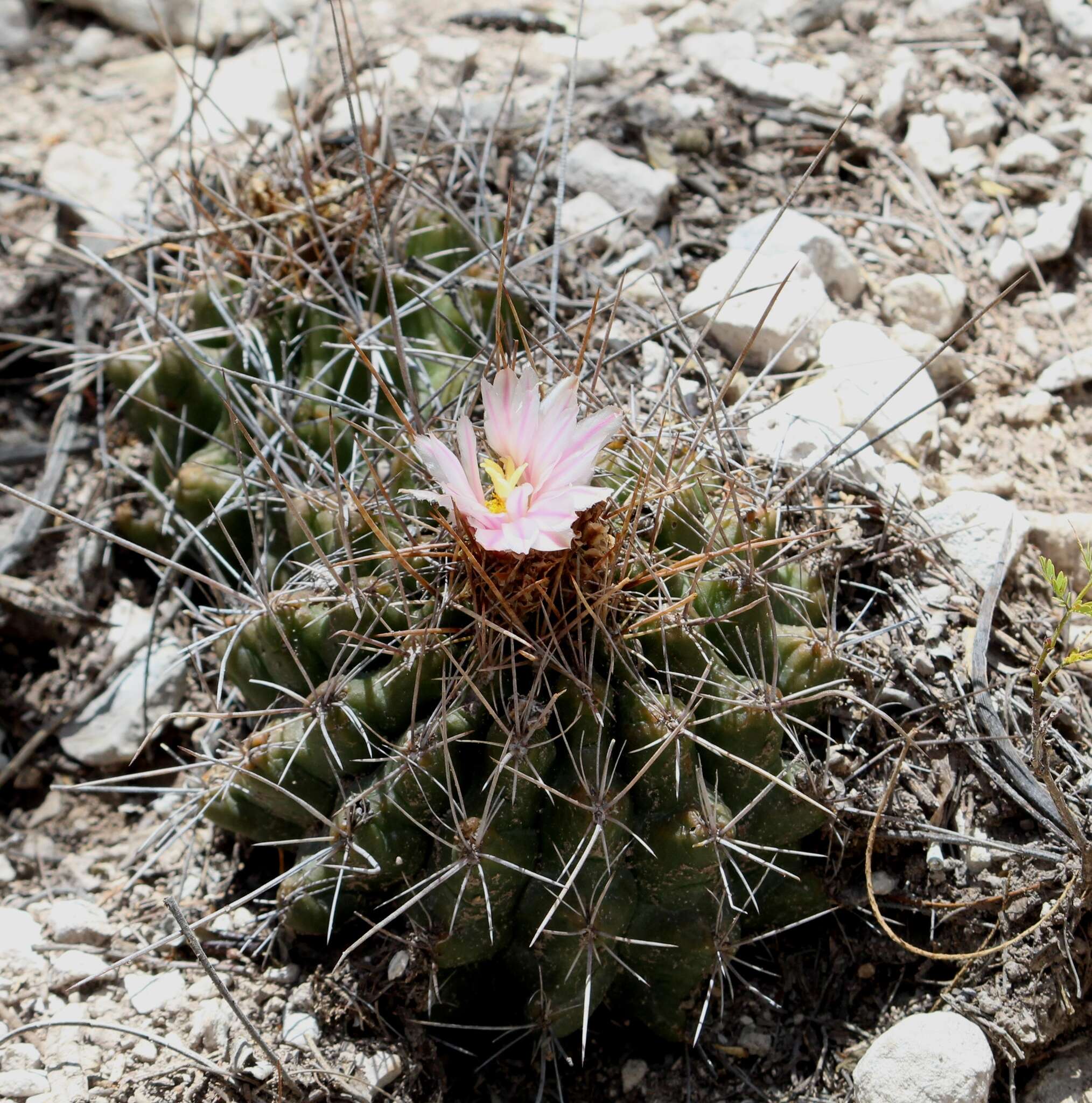 Image of Thelocactus tulensis (Polseg.) Britton & Rose