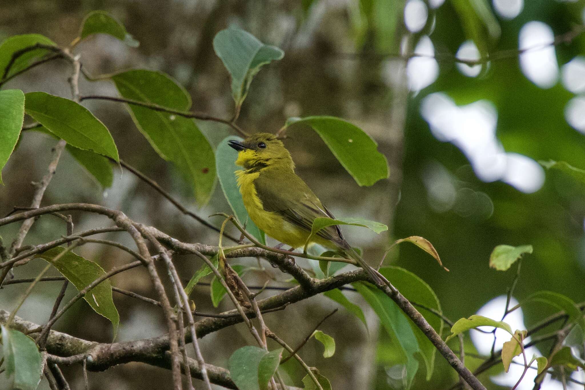 صورة Pachycephala hypoxantha (Sharpe 1887)