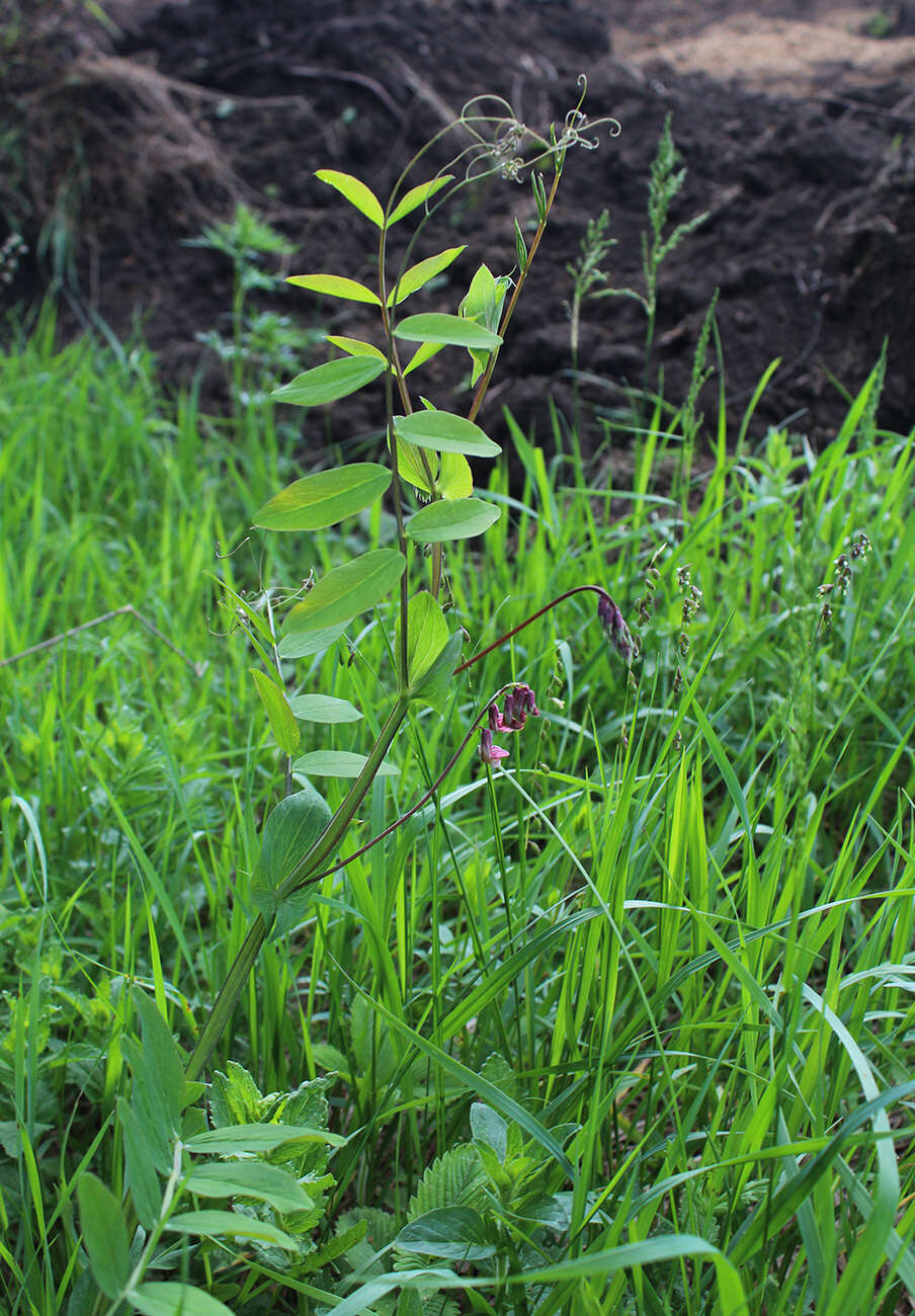 Image of Lathyrus pisiformis L.