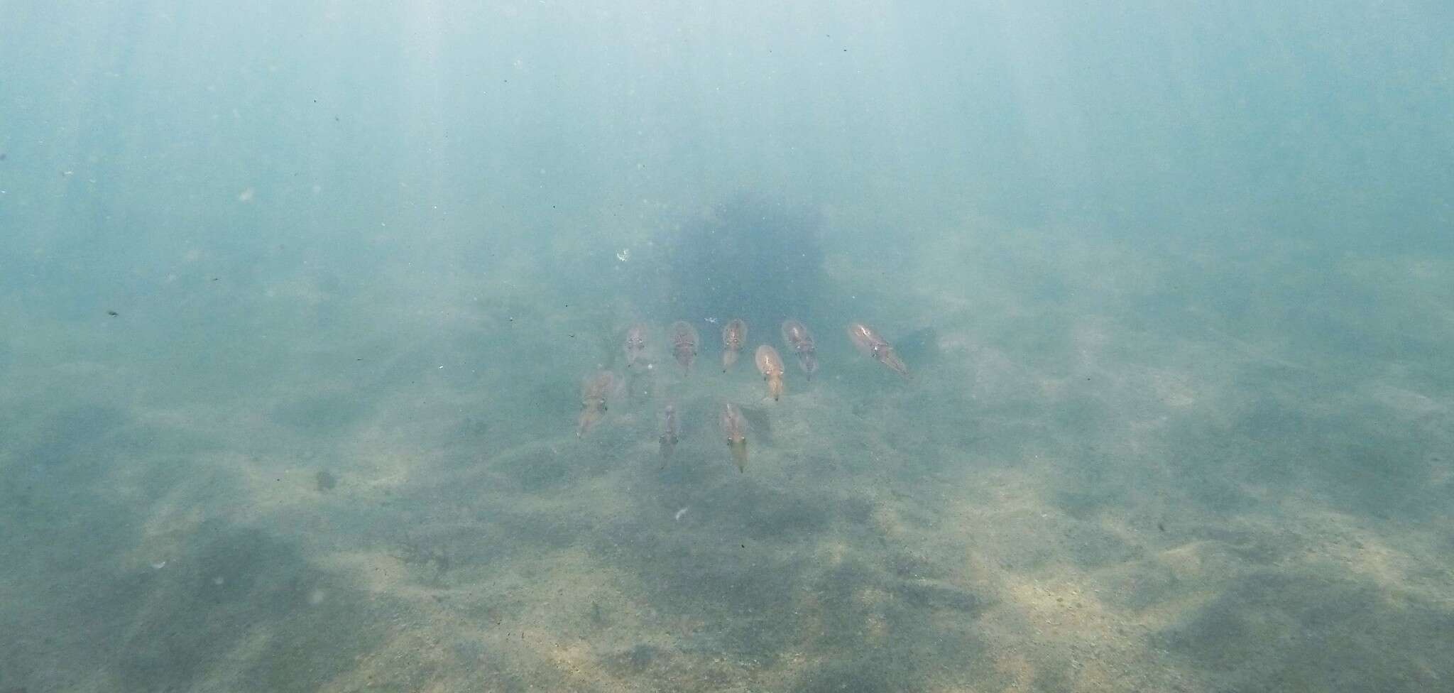 Image of Southern reef squid