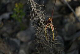 Image of Stumpy spider orchid