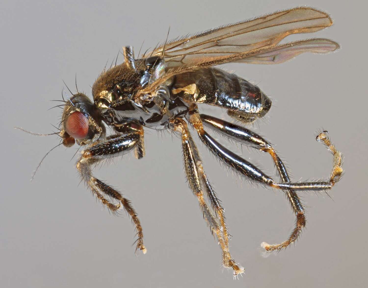 Image of Crumomyia fimetaria (Meigen 1830)