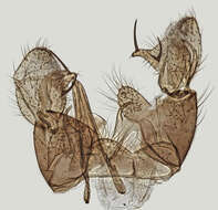 Image of Dicranomyia (Dicranomyia) goritiensis (Mik 1864)
