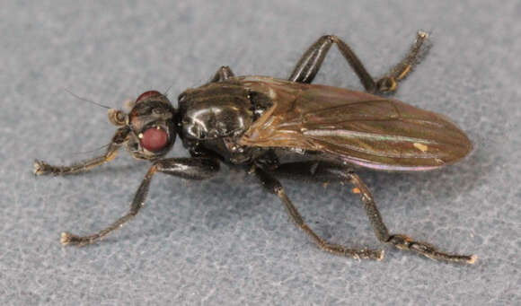 Copromyza stercoraria (Meigen 1830) resmi