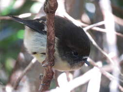 Petroica macrocephala chathamensis Fleming & CA 1950的圖片