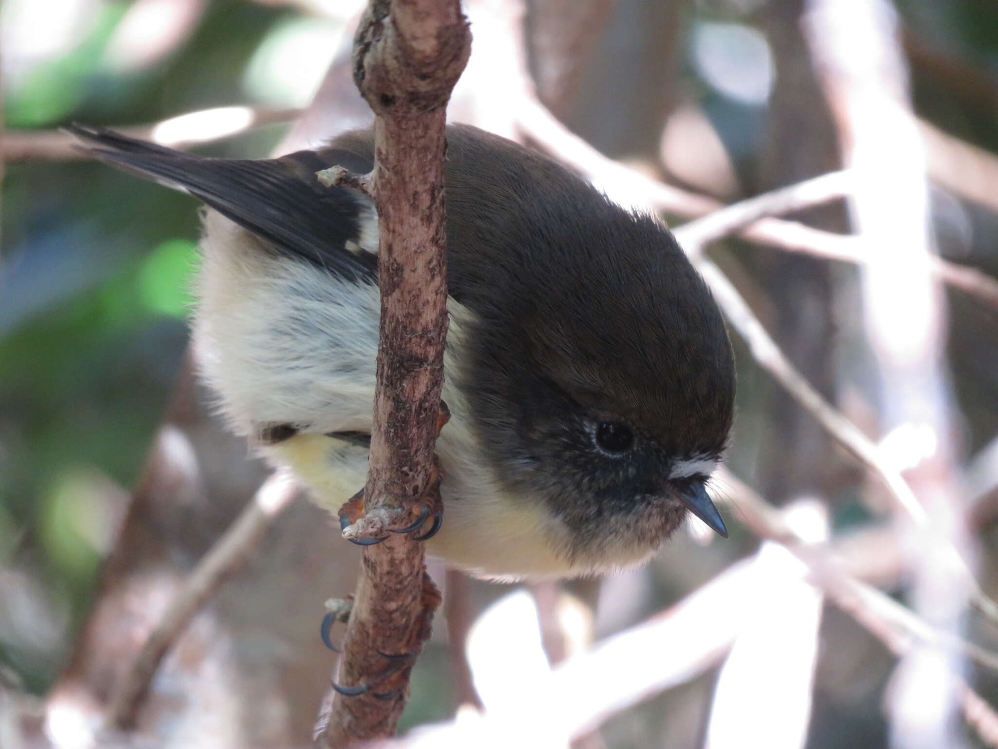 Image of Chatham Tomtit