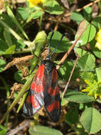 Image of Zygaena graslini Lederer 1855