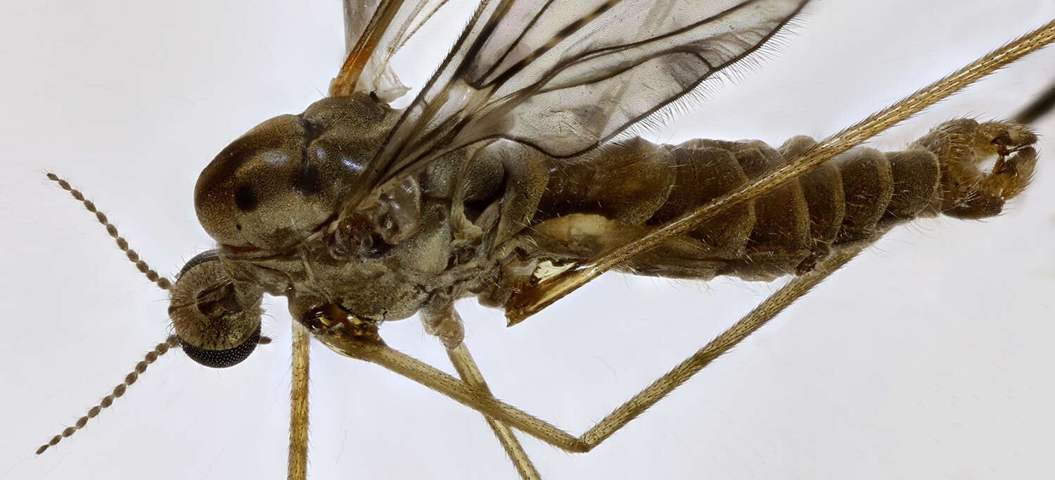 Image of Dicranomyia (Dicranomyia) goritiensis (Mik 1864)