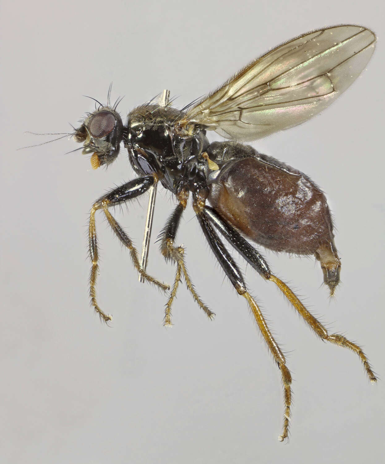 Image of Crumomyia