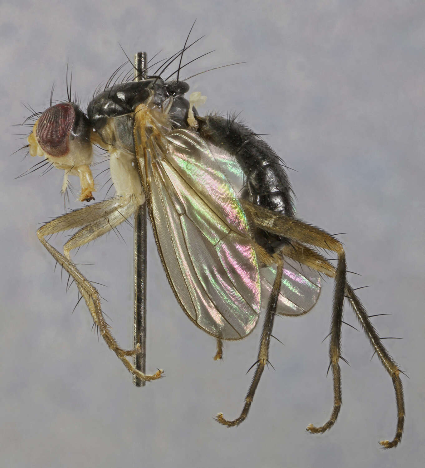 Image of Cordilura albipes (Fallen 1819)
