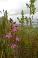 Image de Disa gladioliflora Burch. ex Lindl.