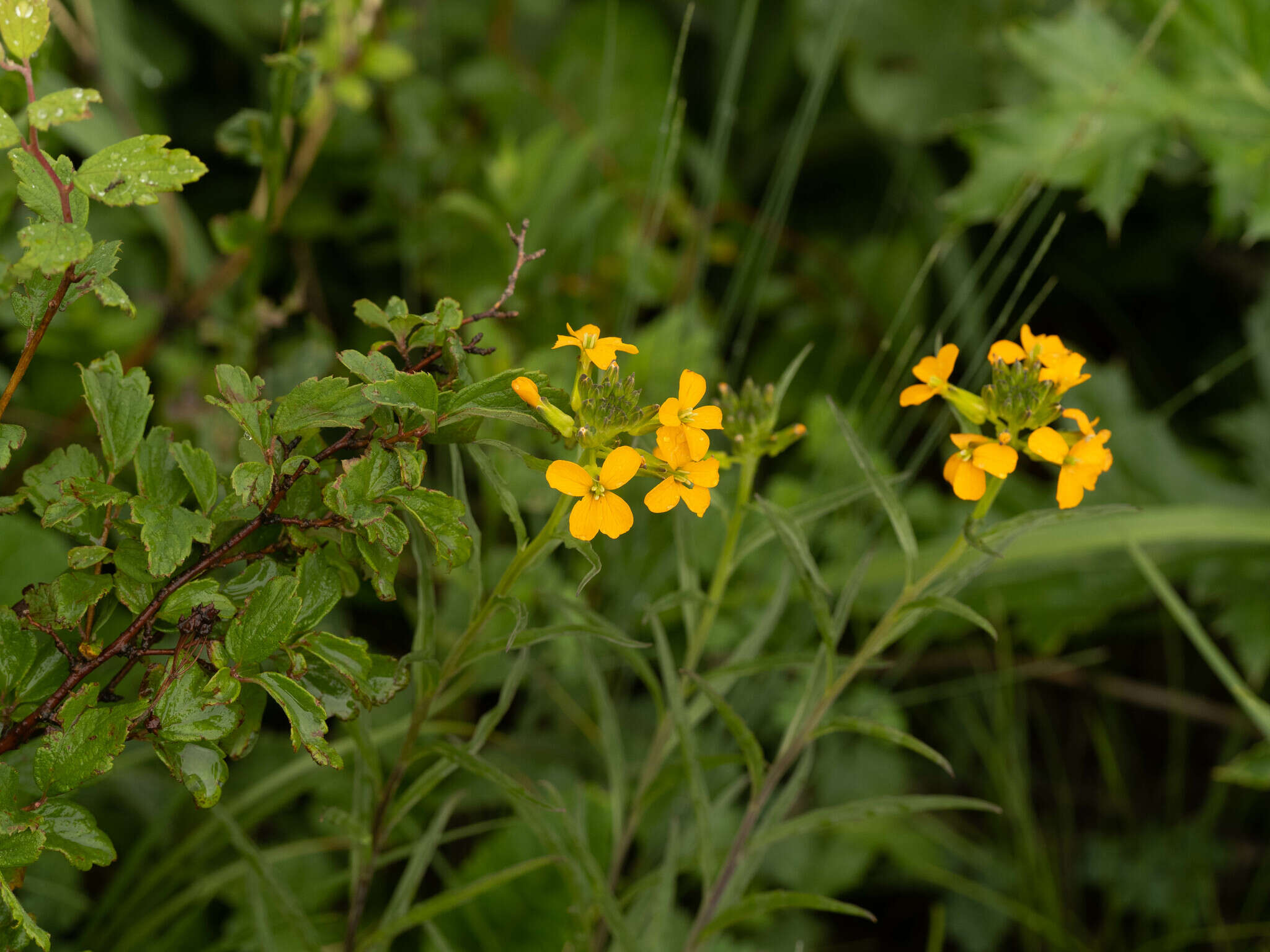 Image of Erysimum amurense Kitag.