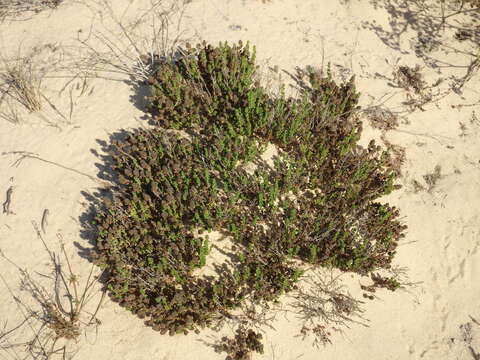 Image of Thymus carnosus Boiss.