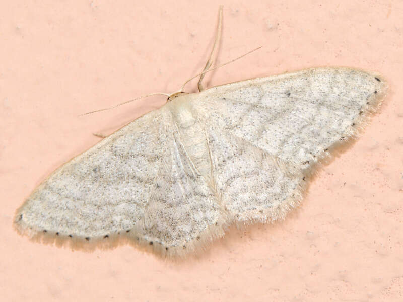 صورة Idaea subsericeata Haworth 1809