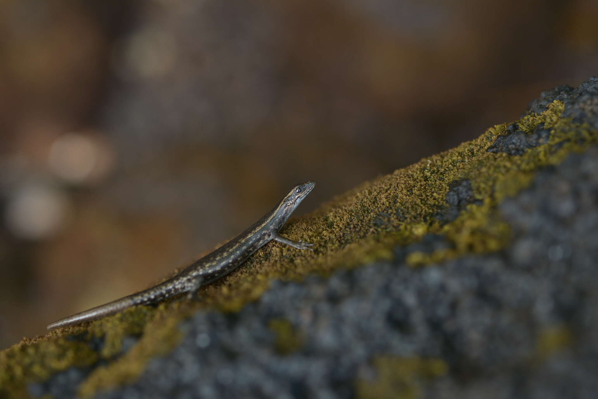 Image of New Caledonian Shore Skink