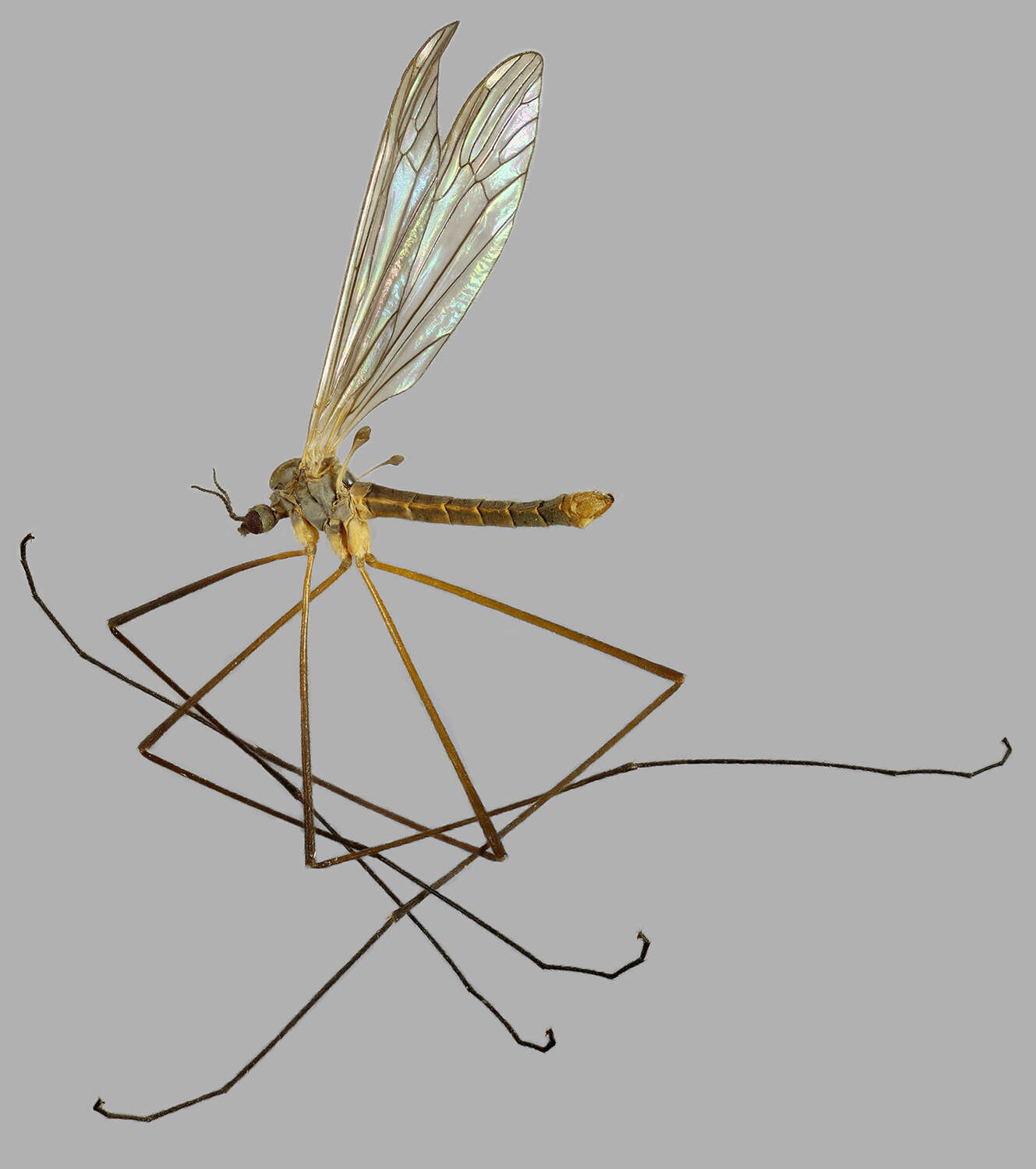 Image of Dicranota (Ludicia) claripennis (Verrall 1888)