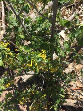 Image of golden currant