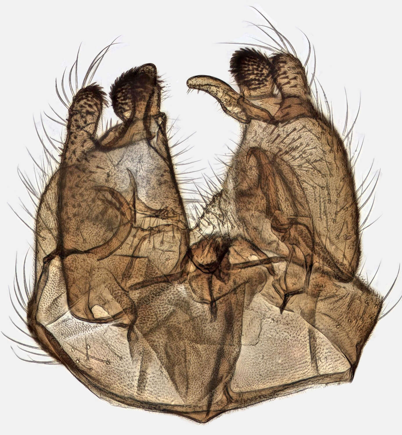 Image of Dicranota (Ludicia) claripennis (Verrall 1888)