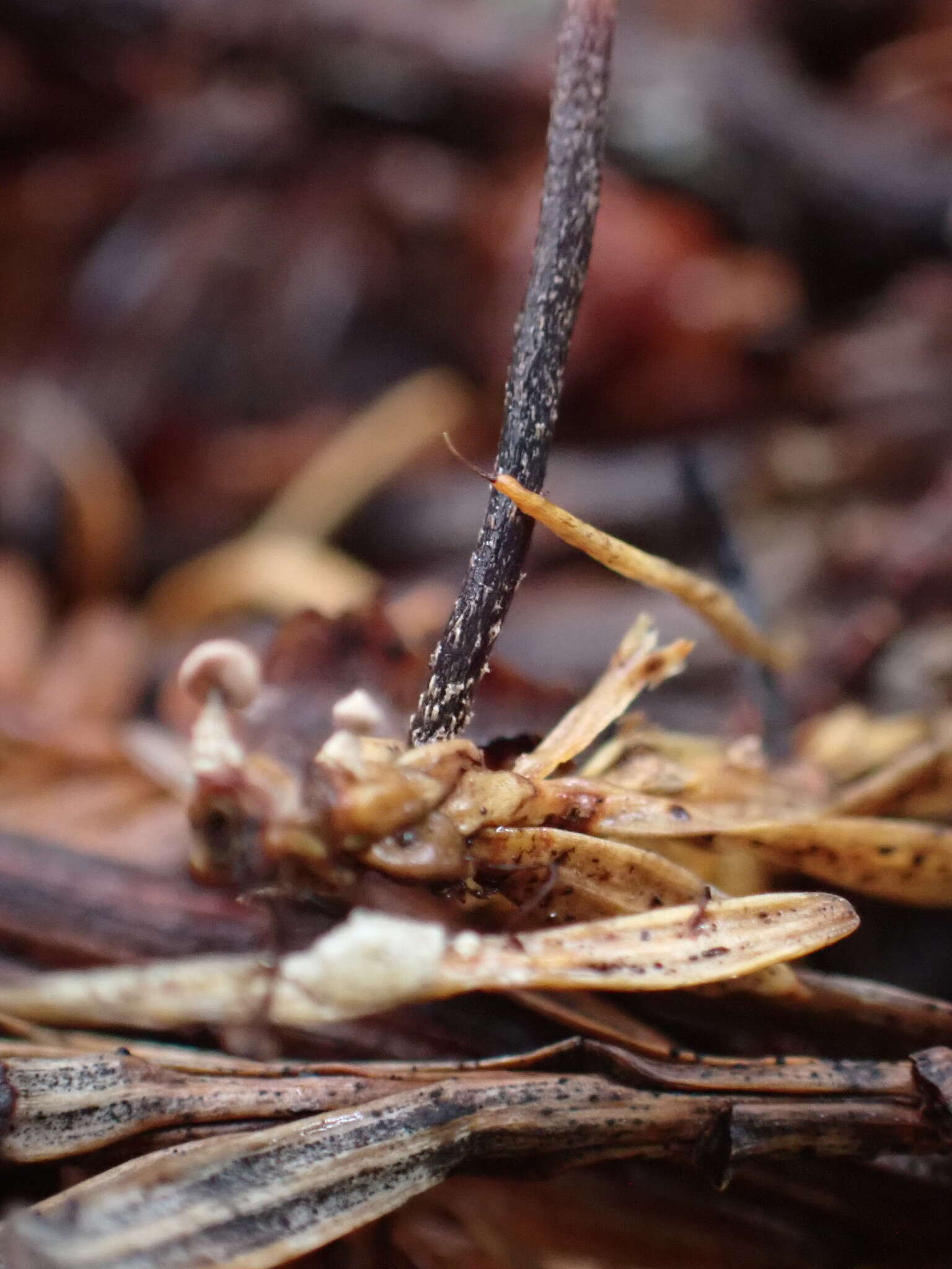 Image of Paragymnopus sequoiae