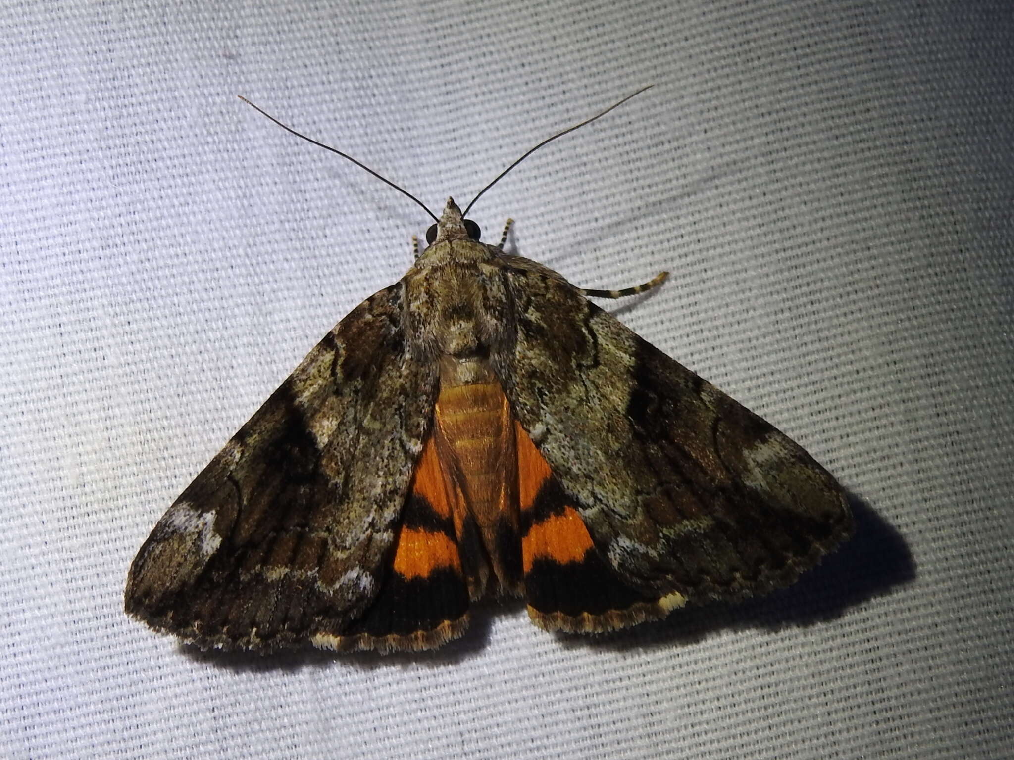 Image of Little Nymph Underwing