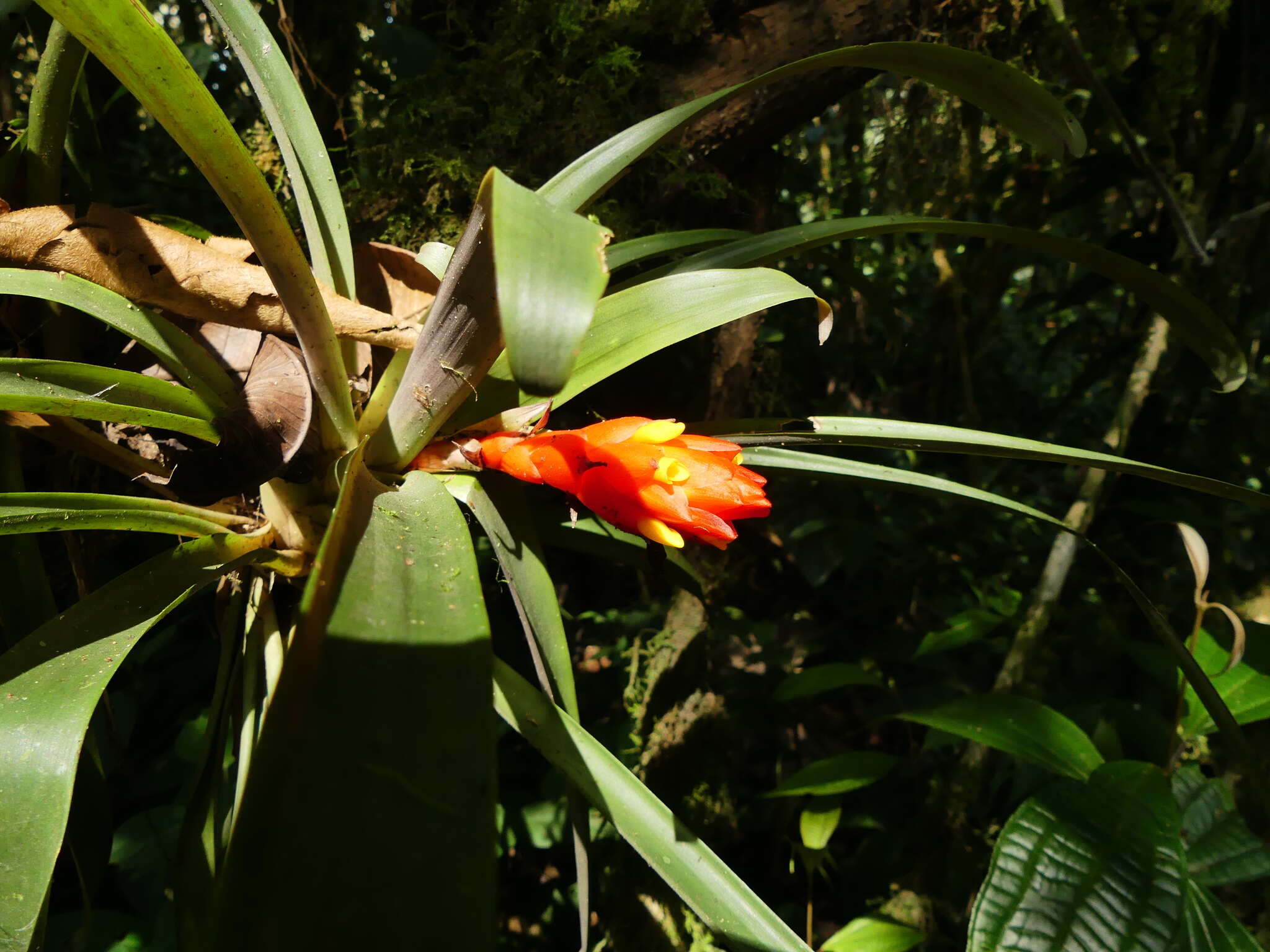 صورة Guzmania jaramilloi H. Luther