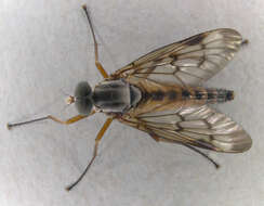 Imagem de Rhagio scolopaceus (Linnaeus 1758)