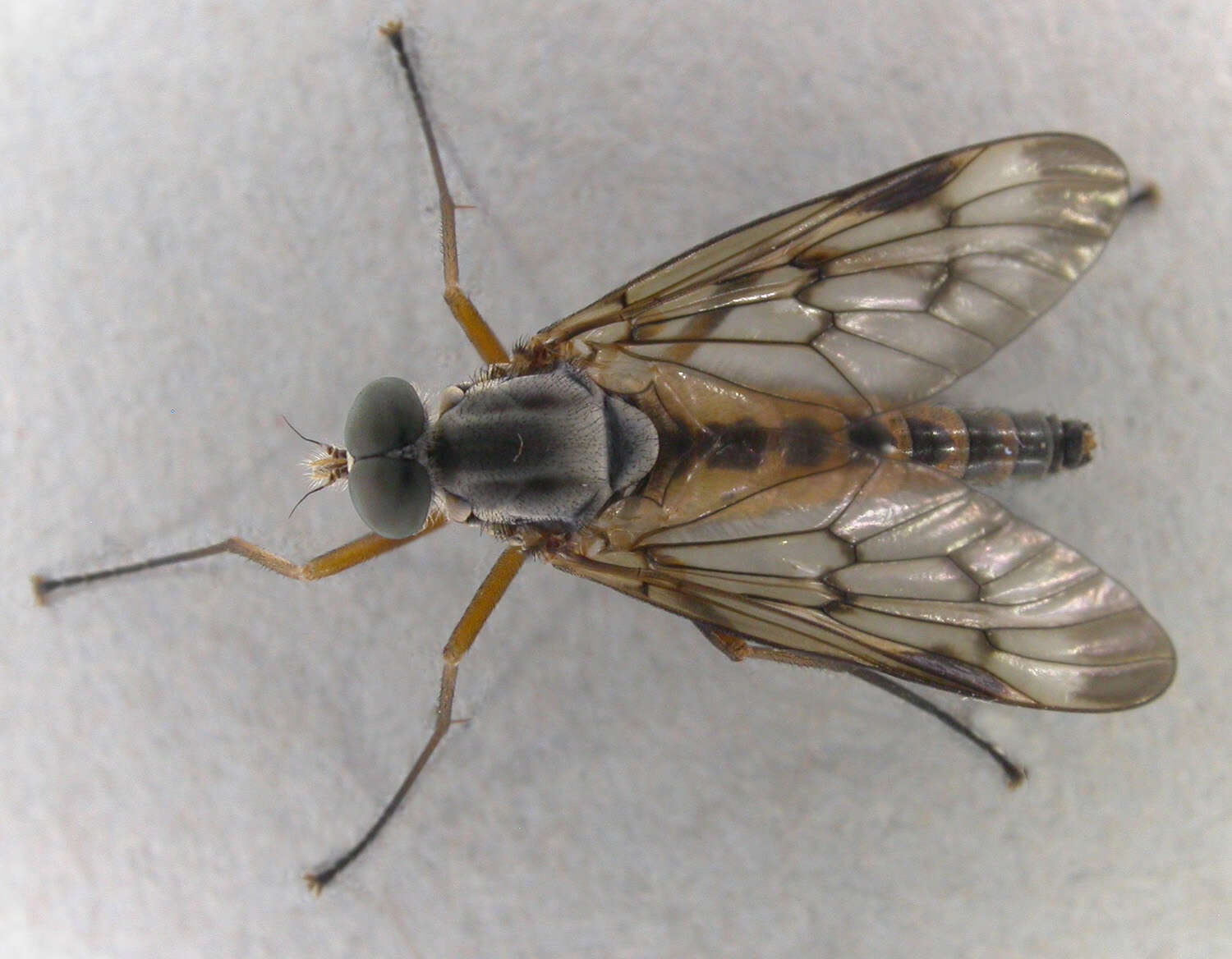 Imagem de Rhagio scolopaceus (Linnaeus 1758)