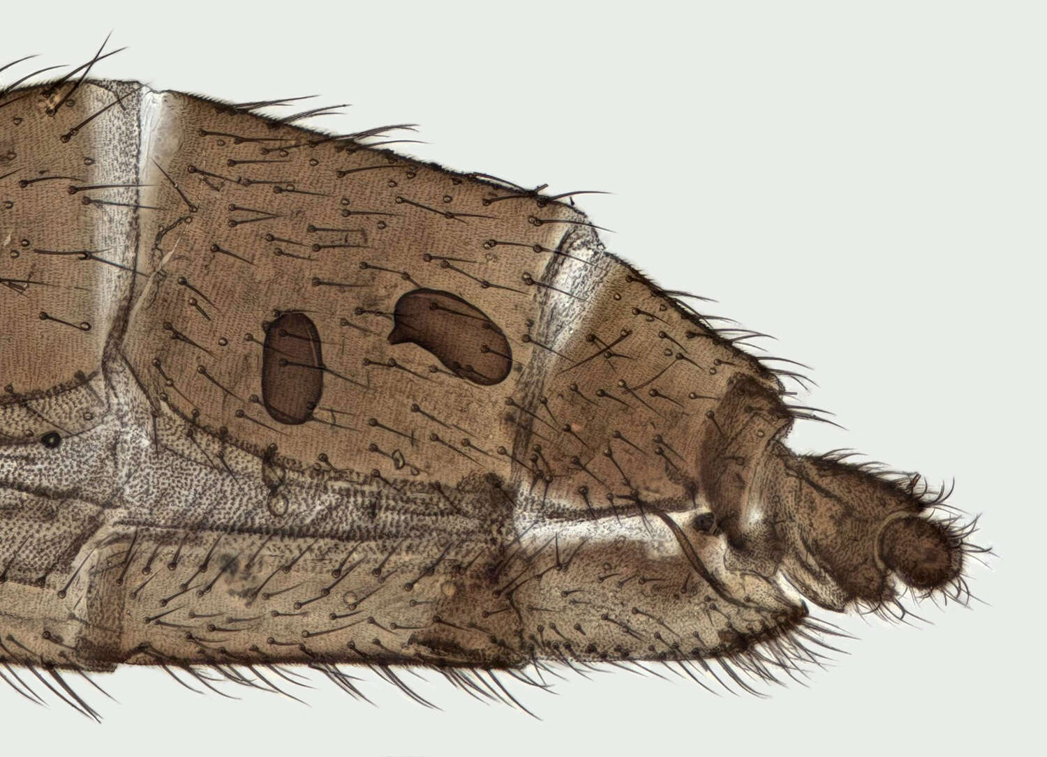 Image of Bolitophila cinerea Meigen 1818