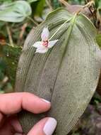 Image of Lepanthes magnifica Luer