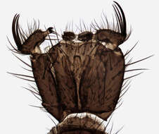 Image of Boletina trispinosa Edwards 1913