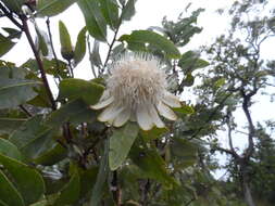 Imagem de Protea madiensis Engl.