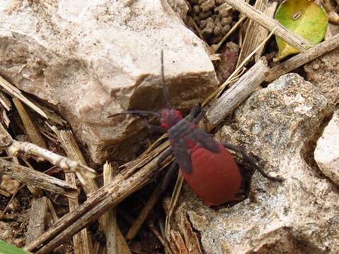 Image of Red-shouldered bug