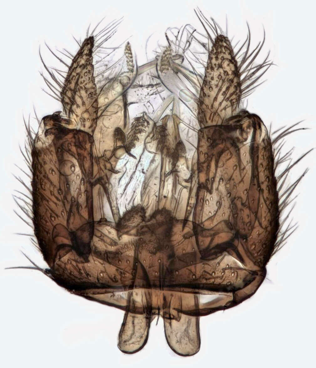 Image of Acnemia nitidicollis (Meigen 1818)