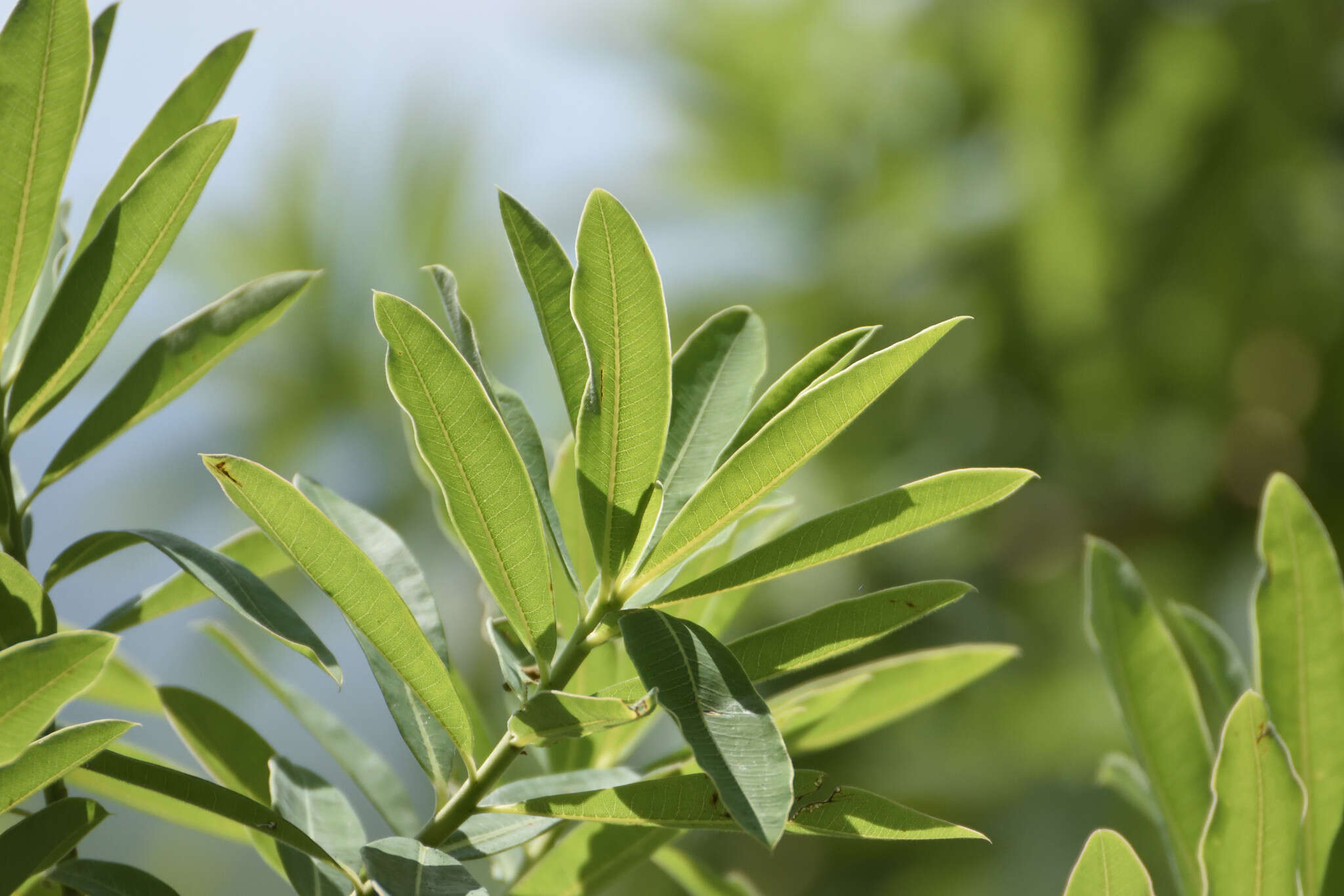 Image of Euphorbia tanquahuete Sessé & Moc.