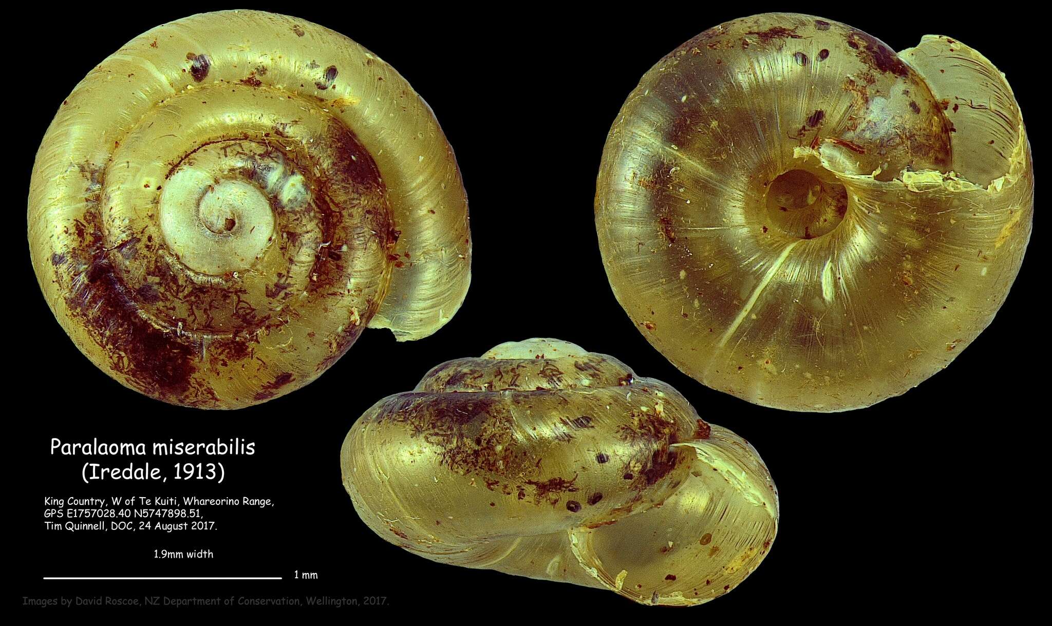 Image of Paralaoma miserabilis (Iredale 1913)