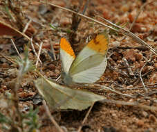 Sivun Colotis aurora (Cramer (1780)) kuva