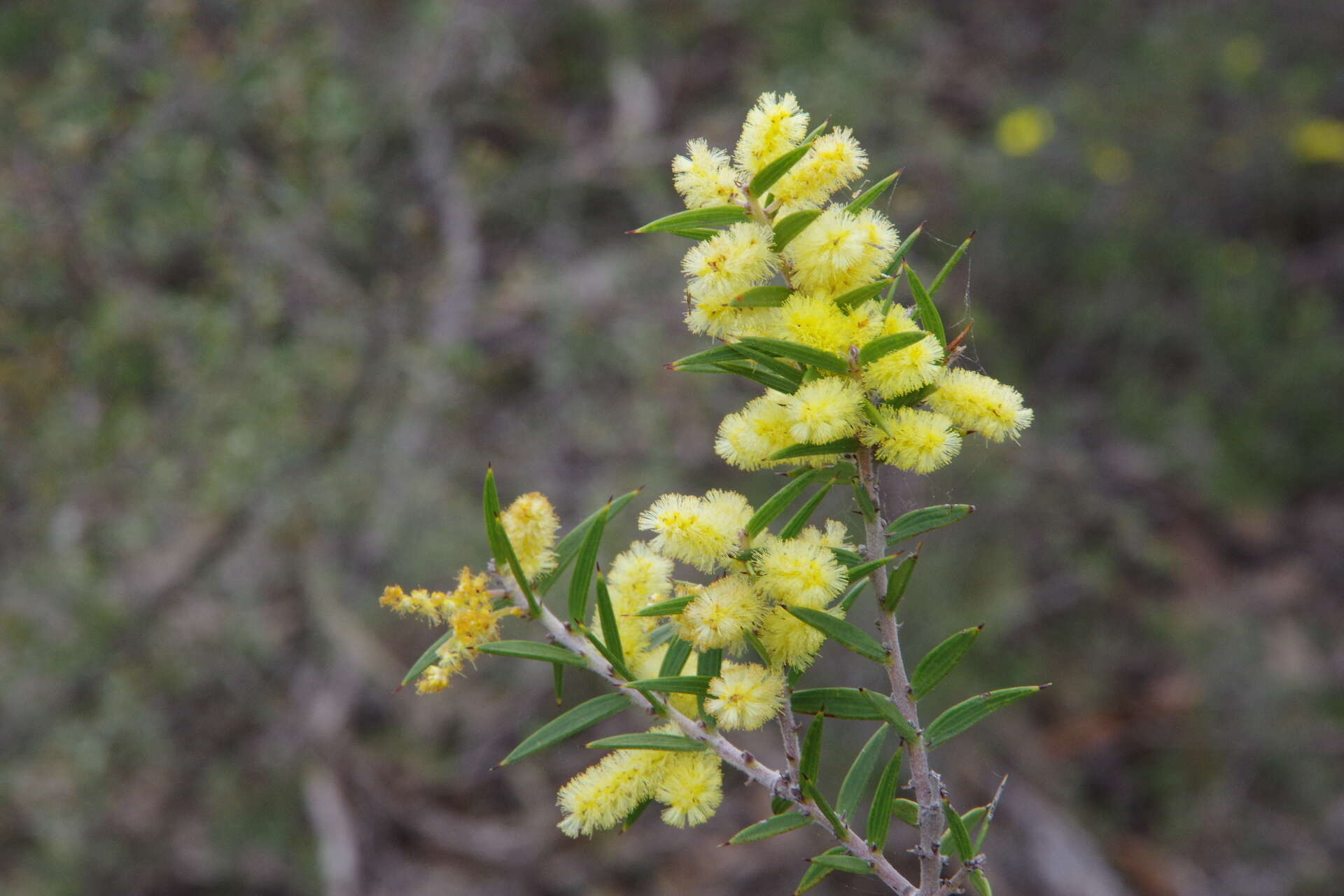 Acacia oxycedrus Sieber ex DC.的圖片