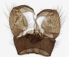 Image of Pilaria discicollis (Meigen 1818)