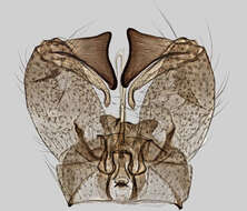 Image of Rhypholophus