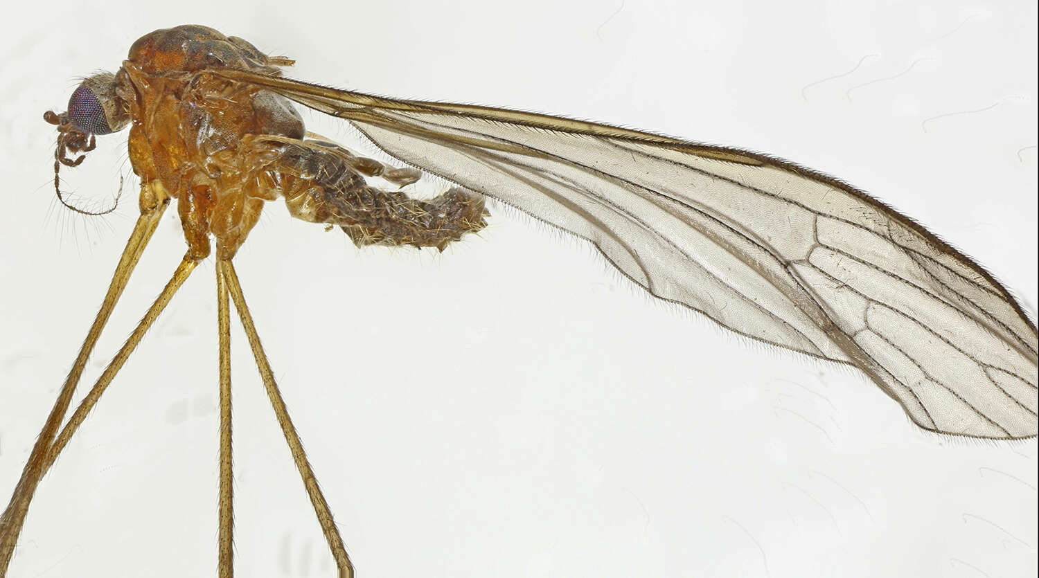 Image of Pilaria discicollis (Meigen 1818)